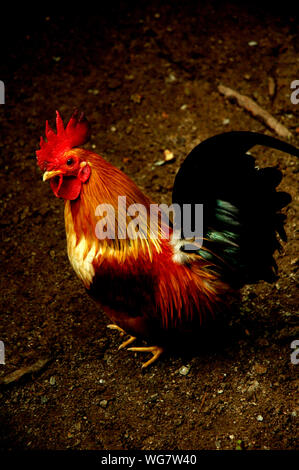 High Angle View Of Rooster On Field