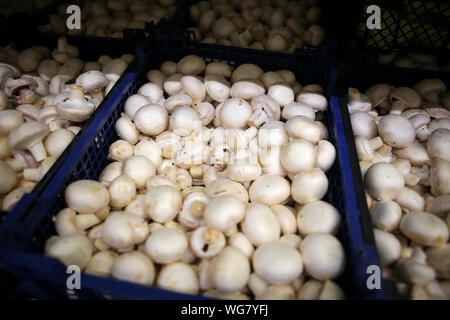 Fresh mushrooms on the fruits and vegetables aisle in a store Stock Photo