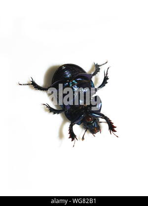 The dung beetle Anoplotrupes stercorosus laying on its back showing shiny underside