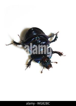 The dung beetle Anoplotrupes stercorosus laying on its back showing shiny underside Stock Photo
