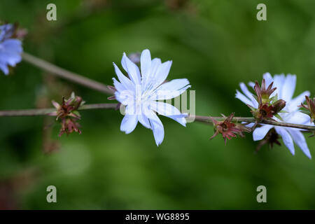 Blue chicory flowers on a green meadow in summer day close-up Stock Photo