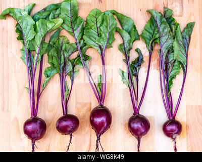 Fresh harvested red beets Crosbys Egyptian on a wooden shelf Stock Photo