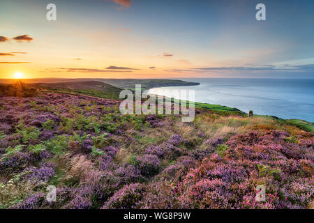 Summer heather in bloom on the North York Moors national park at Ravenscar and looking out to Robin Hood's Bay Stock Photo