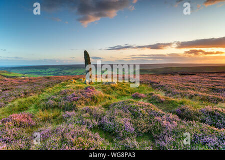 Sunset over purple heather in bloom at Little Blakey Howe, a bronze age round barrow topped with an ancient standing stone on Blakey Ridge in the hear Stock Photo