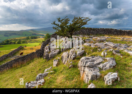 A windswept Hawthorn tree growing out of a limestone pavement at the Winskill Stones near Settle in the Yorkshire Dales National Park Stock Photo