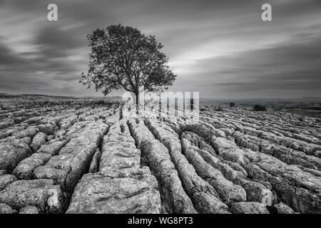 A black and white photo of a lone tree on a limestone pavement at Malham in the Yorkshire Dales Stock Photo