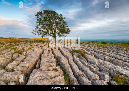 A lone Ash tree growing out of a limestone pavement at Malham in the Yorkshire Dales national park Stock Photo