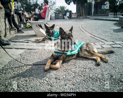 Happy German shepherd police dogs in Santiago, Chile Stock Photo