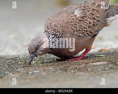 Closeup Spotted Dove Drinking Water on The Ground Stock Photo