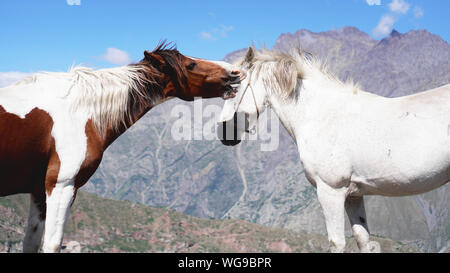 Two Wild horses pasturing on mountain environment. Beautiful nature background Stock Photo