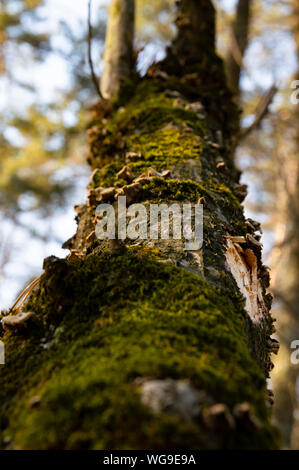 the trunk of the forest tree is covered with green moss, bottom view to the top Stock Photo