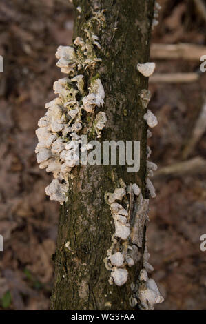 Tree covered with mushroom growths along the length of the trunk Stock Photo