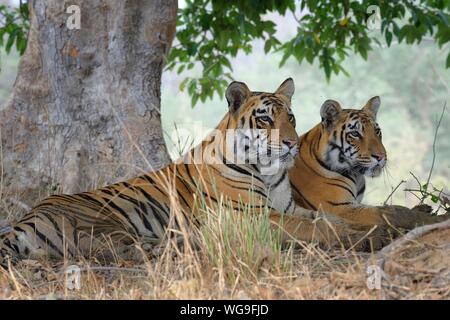 Two Bengal tigers (Panthera tigris tigris) looking under a tree, Tadoba Andhari Tiger Reserve, Maharashtra State, India Stock Photo