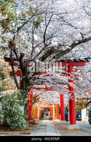 Blooming cherry trees, Torii gate at Takenaka-Inari-Jinja shrine, Kyoto, Japan Stock Photo