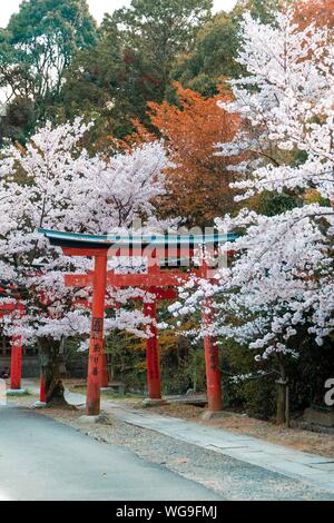 Blooming cherry trees, Torii gate at Takenaka-Inari-Jinja shrine, Kyoto, Japan Stock Photo