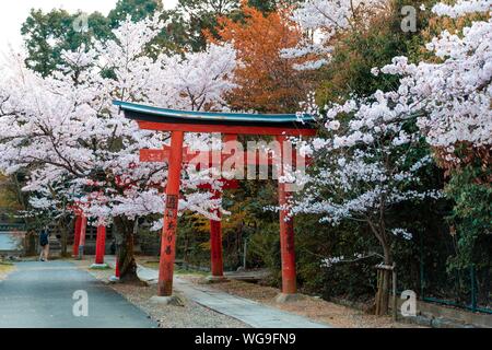 Blooming cherry trees, Torii gate at Takenaka-Inari-Jinja shrine, Kyoto, Japan Stock Photo