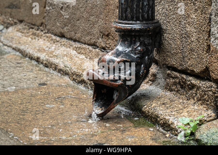 Old cast iron rain gutter with animal head on rainy day. Antique drain of water from the roof. Iron pipe for water Stock Photo