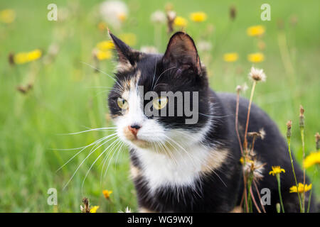 Portrait of a tortoiseshell house cat in a flower meadow Stock Photo