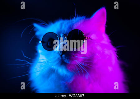 purple cat with glasses