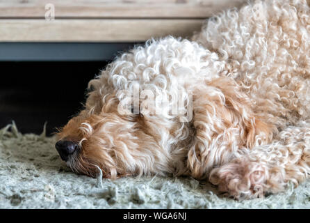 Cute furry Labradoodle dog fast asleep with his head resting on a rug Stock Photo