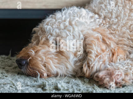 Cute furry Labradoodle dog fast asleep with his head resting on a rug Stock Photo