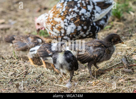 Mother hen and her fledglings of the breed Stoapiperl/ Steinhendl, a critically endangered chicken breed from Austria Stock Photo
