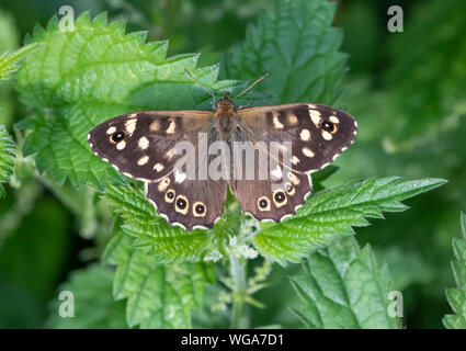 A freshly emerged Speckled Wood butterfly (Pararge aegeria) resting with wings open on a Stinging Nettle plant Stock Photo