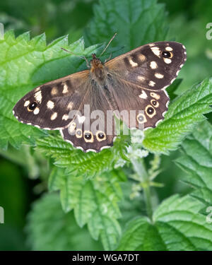 A freshly emerged Speckled Wood butterfly (Pararge aegeria) resting with wings open on a Stinging Nettle plant Stock Photo