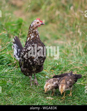 Mother hen and her fledglings of the breed Stoapiperl/ Steinhendl, a critically endangered chicken breed from Austria Stock Photo
