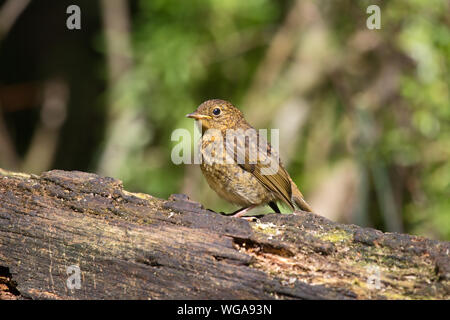 Young Robin (Erithacus Rubecula) in juvenile plumage, perched on wooden log Stock Photo