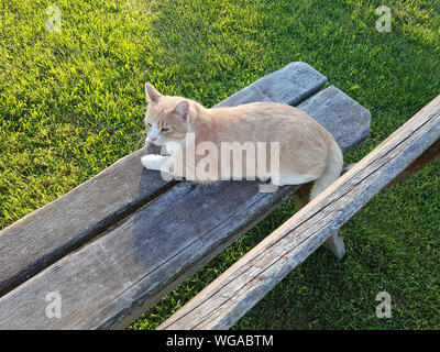 Red cat relaxing on a bench in the evening sun Stock Photo