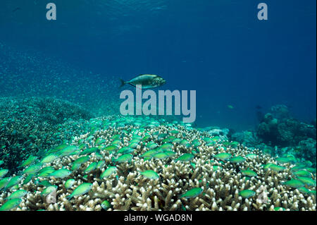 Massive shoal of blue damsels, Chromis viridis, feed in strong current howering over Acropora hard corals, Raja Ampat Indonesia. Stock Photo