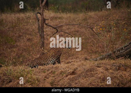 Inside the Jhalana Leopard Sanctuary, situated inside the city of Jaipur. Stock Photo