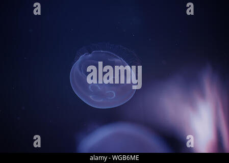 Sea Moon jellyfish float in the deep dark blue water Stock Photo - Alamy