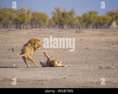 Male And Female Lion Fighting In Etosha National Park, Namibia, Africa