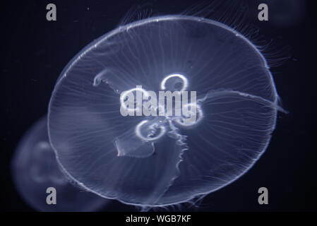 Sea Moon jellyfish float in the deep dark blue water Stock Photo - Alamy