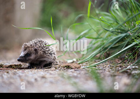 Hedgehog goes for a walk Stock Photo