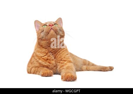 Cute ginger cat lying down and looking curious up. Isolated on white with copy space. Stock Photo