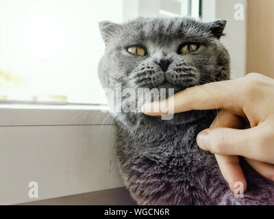 A sleepy blue russian, scottish fold cat Stock Photo