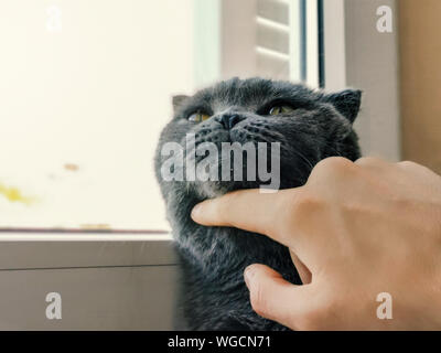 A sleepy blue russian, scottish fold cat Stock Photo