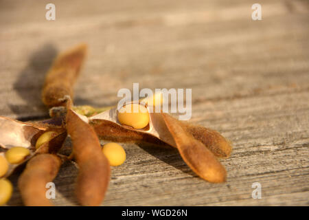 Soya beans with open pods on wooden floor after harvest in autumn, soy beans agriculture legumes plant after harvesting in germany Stock Photo