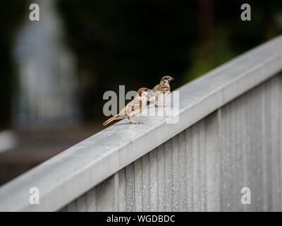 A pair of Eurasian tree sparrows, passer montanus, sit on the railing of a bridge over the Saza River in Nagasaki Prefecture, Japan Stock Photo
