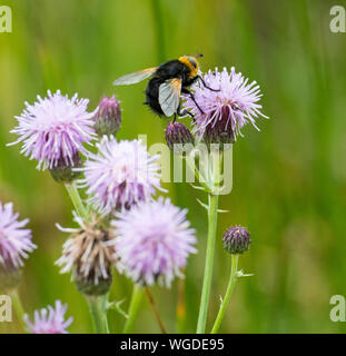 Giant Tachinid Fly - Tachina grossa Stock Photo - Alamy