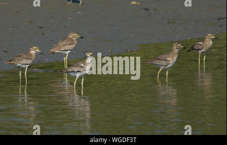 Senegal Thick-knee (Burhinus senegalensis) wading in a wetland in The Gambia. Stock Photo
