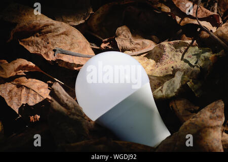 Led bulb on dry leaves, energy saving Stock Photo