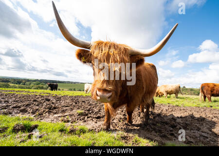 Cumnock, East Ayrshire, Scotland, UK - 1 September 2019: UK weather - after heavy showers a highland cow enjoys the sunshine at Blackstone Farm, Cumnock, Scotland Credit: Kay Roxby/Alamy Live News Stock Photo