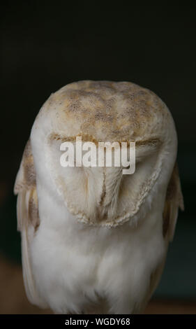 Close-up Of Barn Owl Against Black Background
