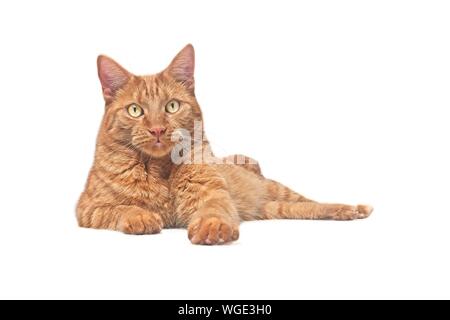 Cute ginger cat lying down and looking curious to the camera. Isolated on white background. Stock Photo