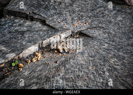 Striped field mouse (Apodemus agrarius) on tree stamp eating nuts, rodent in the family Muridae. Stock Photo