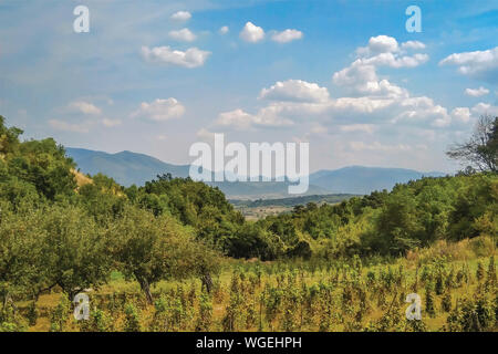 Illustration view of vineyard, forest and mountains in background Stock Photo